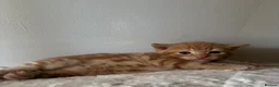 Mixed Breed cats for sale: 8 happy healthy kittens - Advert 13