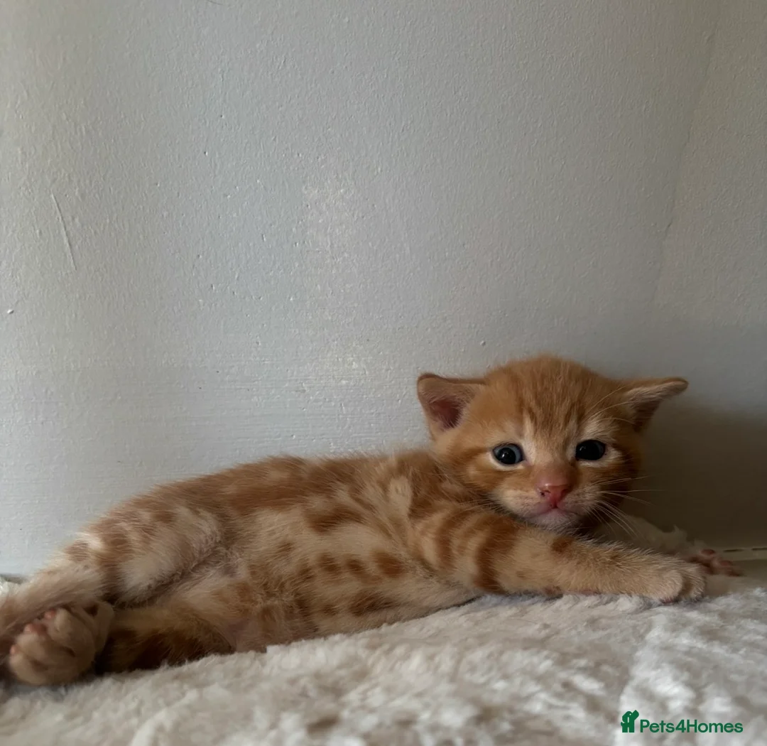 Mixed Breed cats for sale: 8 happy healthy kittens - Advert 13