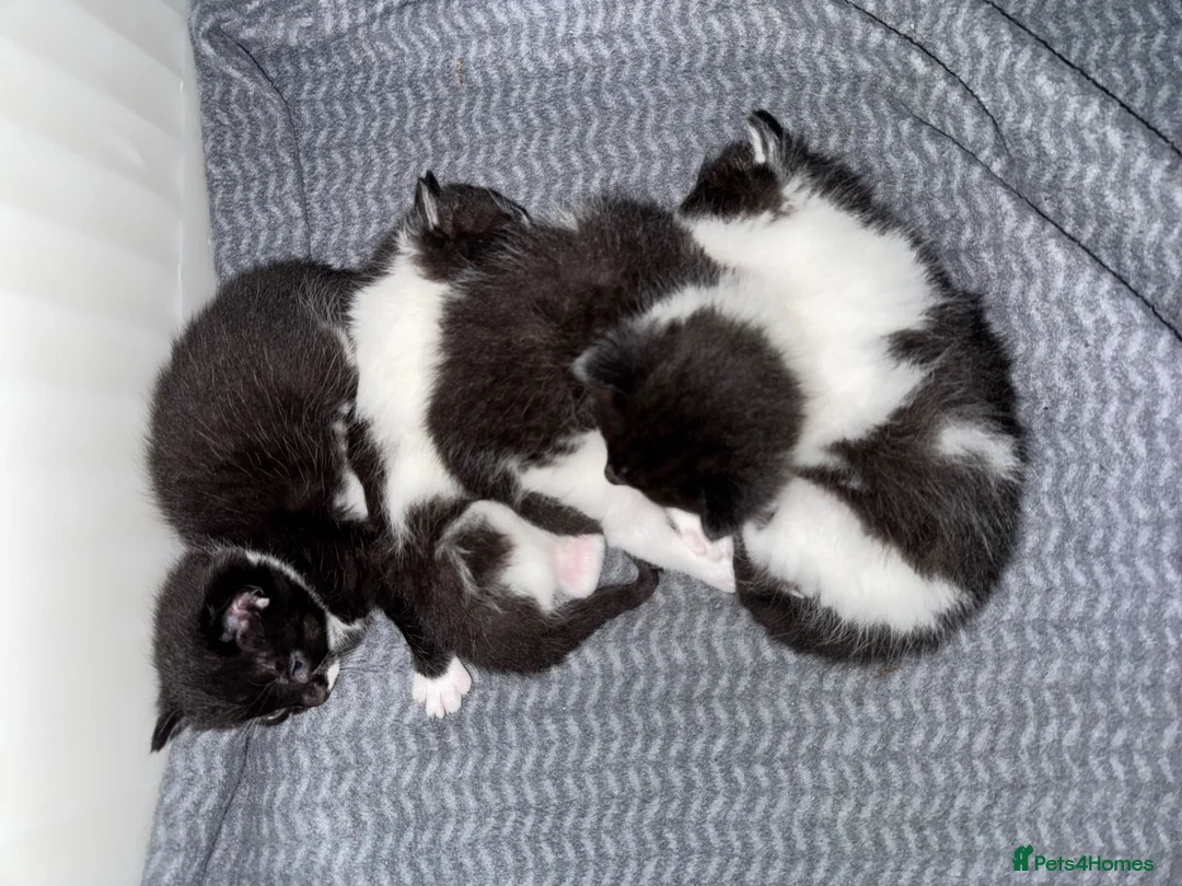 Mixed Breed cats for sale: 4 Kittens For Sale - ready to leave in London - Advert 1