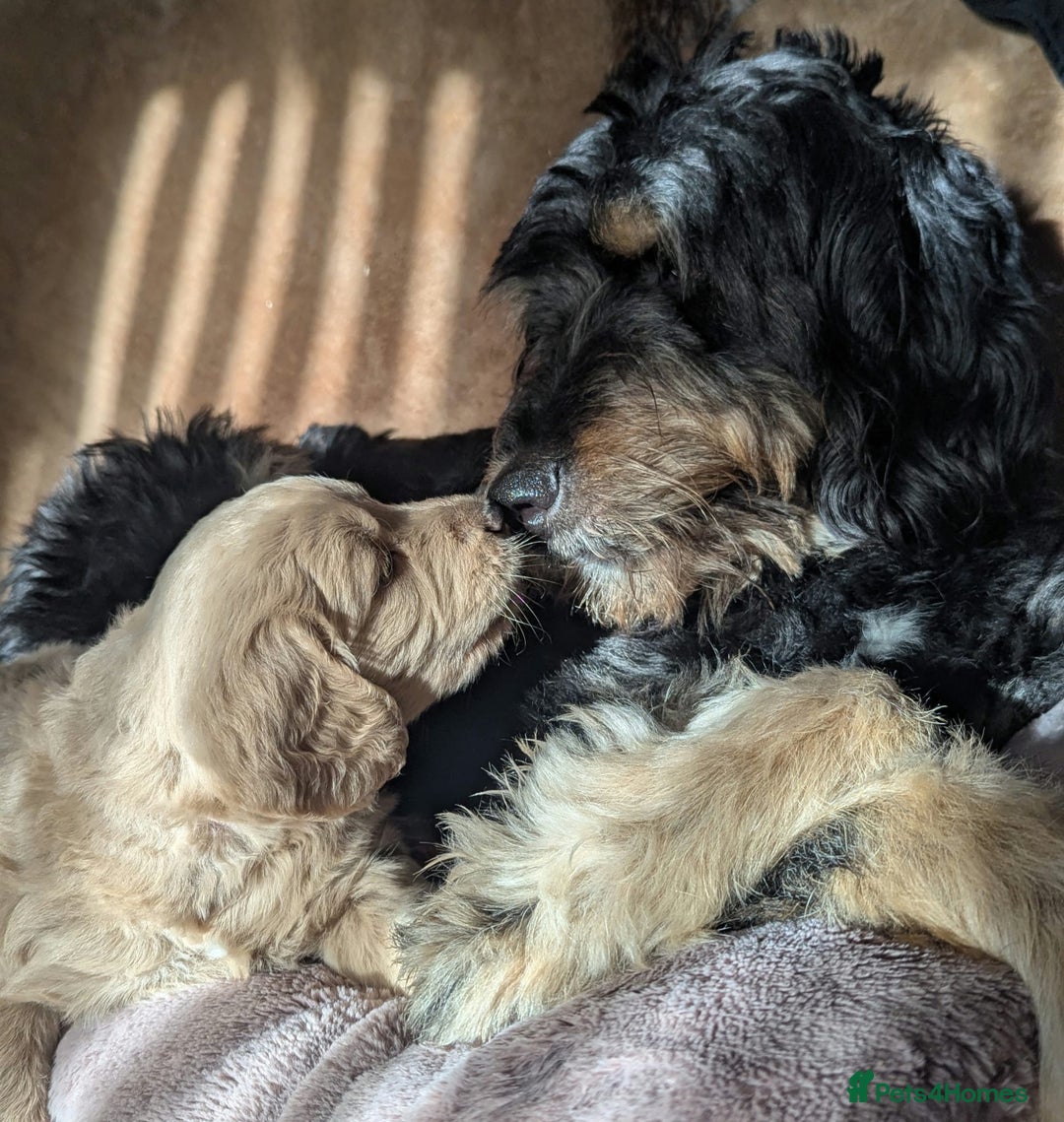 Mixed Breed dogs for sale: Bernedoodle  - Advert 1