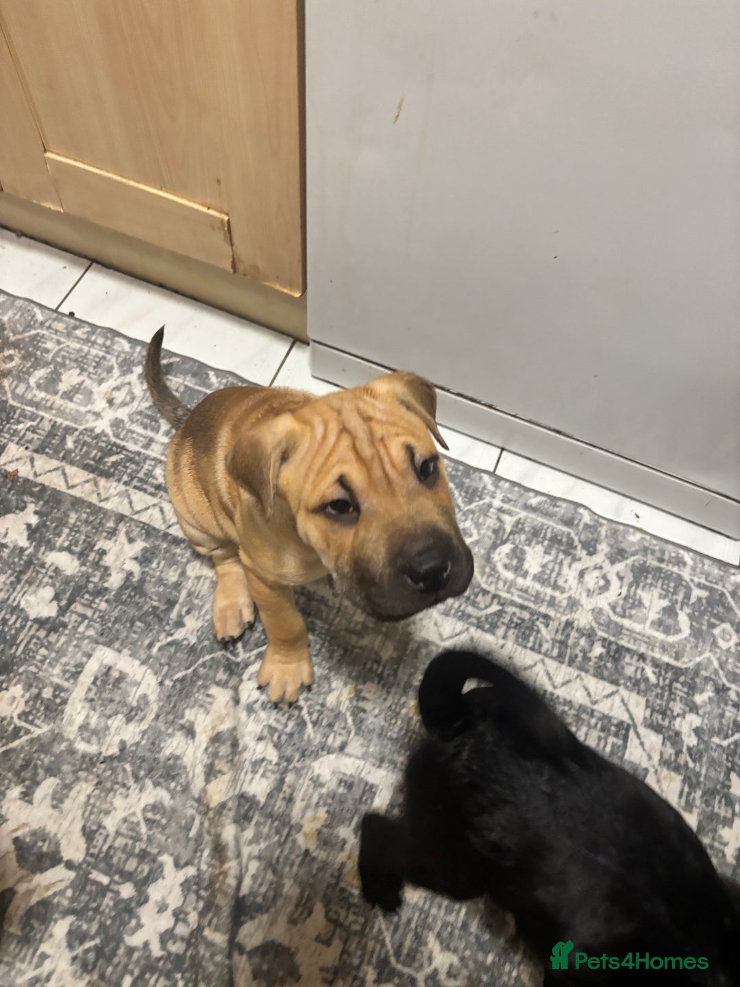 Mixed Breed dogs for sale: 4/9 left! - Advert 3