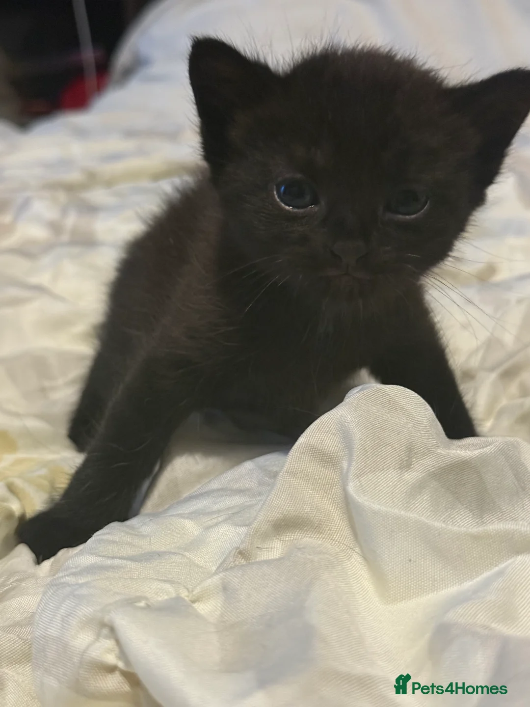 Bombay cats for sale: 🌸 Female Cat Looking for a New Home 🌸 - Advert 14