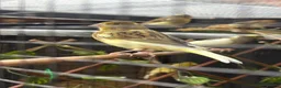 Canaries birds for sale: Fife Canaries - all born this year  - Advert 2