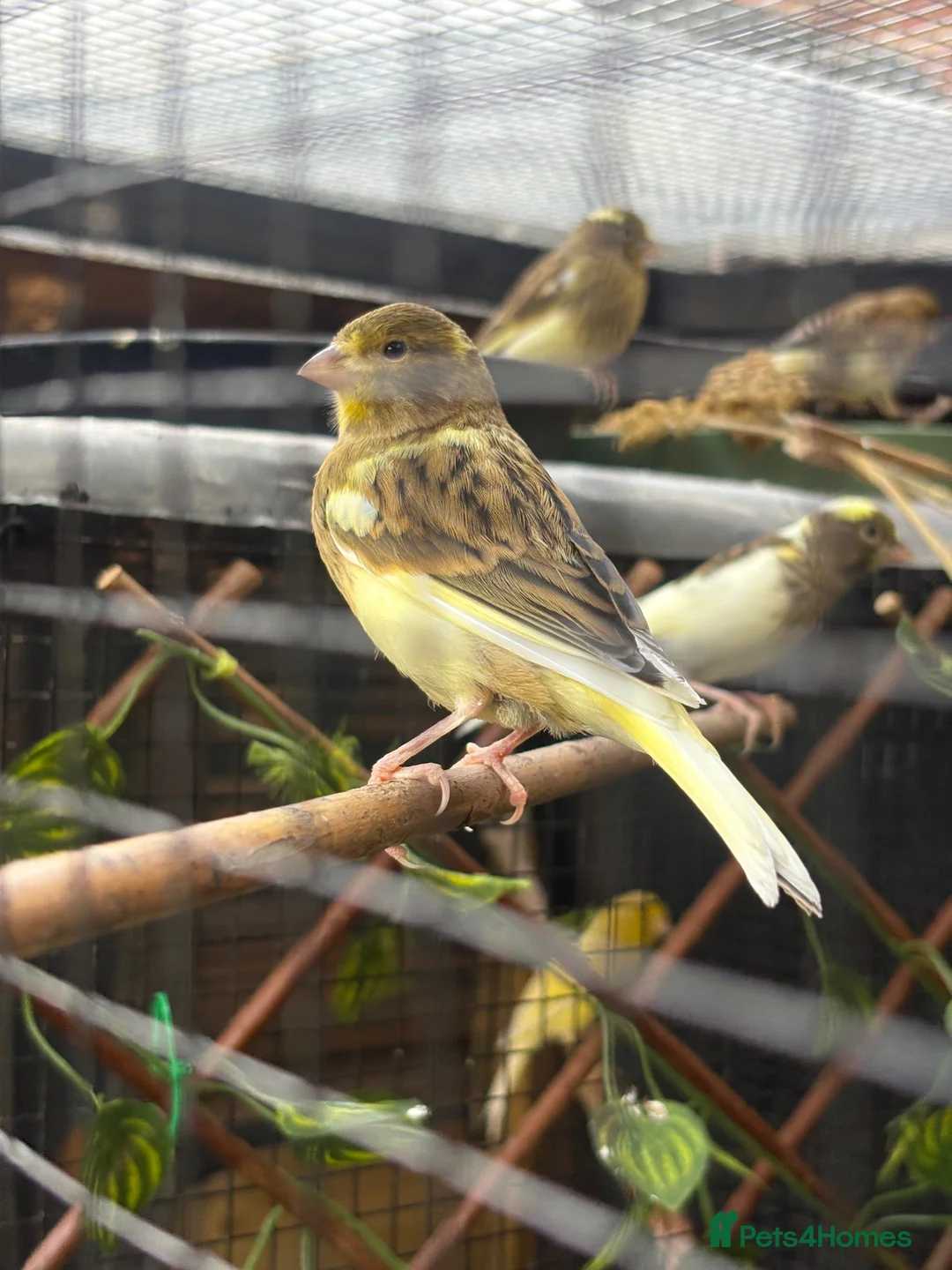 Canaries birds for sale: Fife Canaries - all born this year  - Advert 2