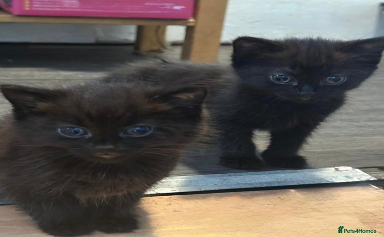 Mixed Breed cats - Advert 4