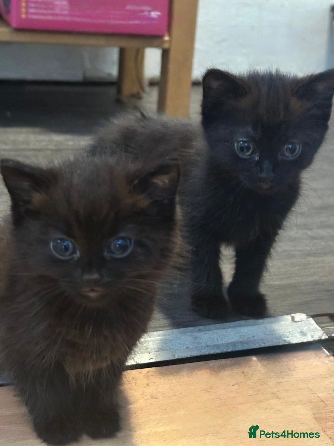 Mixed Breed cats for sale: 3  furbabies  looking for a forever home  - Image 1