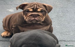 English Bulldog dogs for sale: READY TO LEAVE ENGLISH BULLDOG puppies  - Image 2