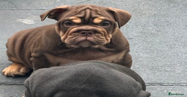 English Bulldog dogs - Advert 10