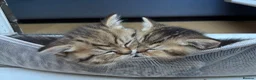 British Shorthair cats for sale: Pedigree British Shorthair  - Advert 19