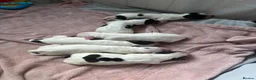 Sprocker dogs for sale: 6  beautiful sprocker cross puppy’s for sale - Advert 16