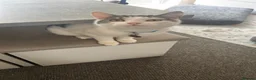 British Shorthair cats for sale:     Nala – Independent but Loving in Melton Mowbray - Advert 7