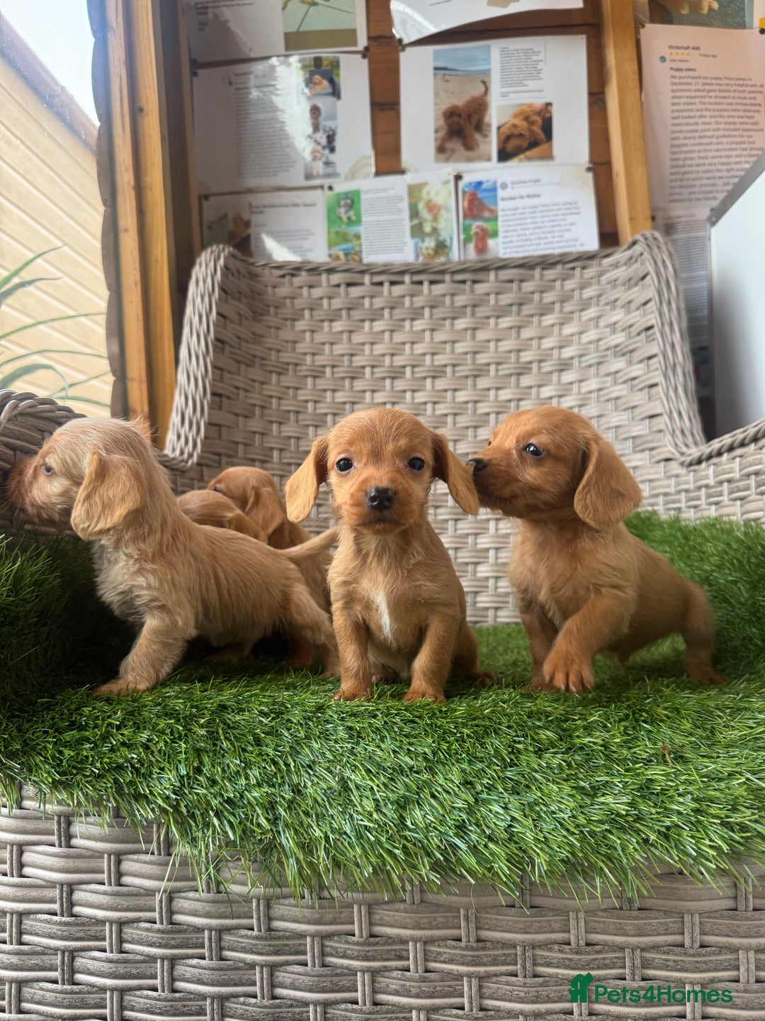 Mixed Breed dogs for sale: Stunning daxiepoos - Advert 5