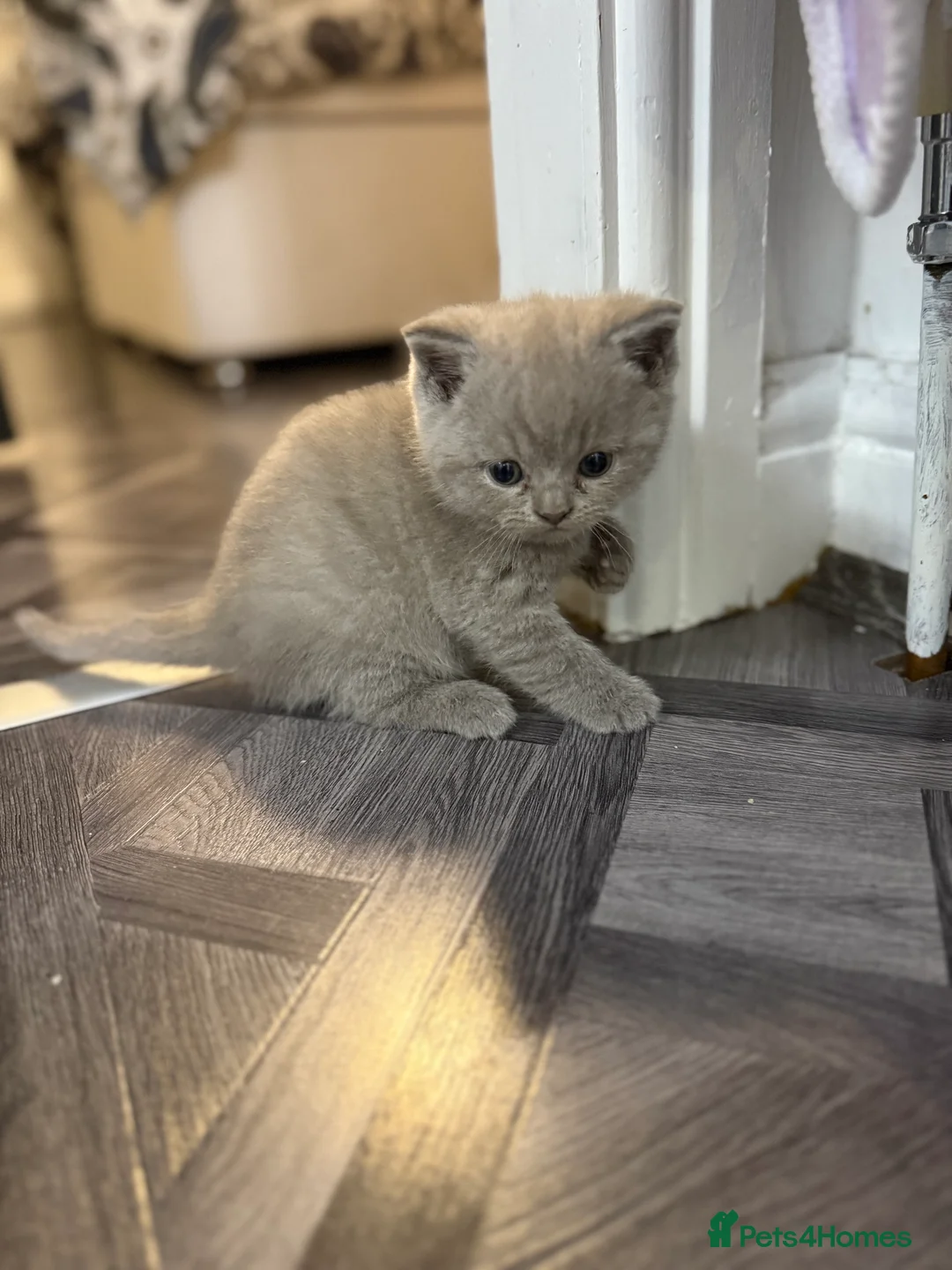 British Shorthair cats for sale: British shorthair snd scottish fold  - Advert 13