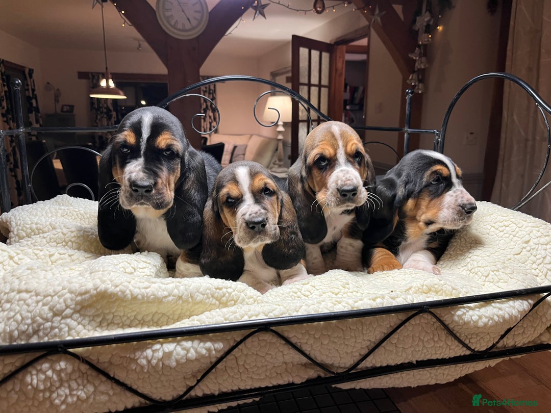 Basset Hound dogs for sale: Basset Hound puppies for sale - Advert 2