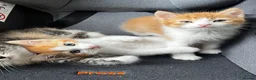 American Shorthair cats for sale: Beautiful Kittens ready to leave  - Advert 4
