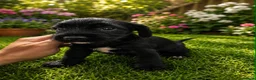 Mixed Breed dogs for sale: beautiful schnauzer cross cocker spaniels  in Wimborne - Advert 4