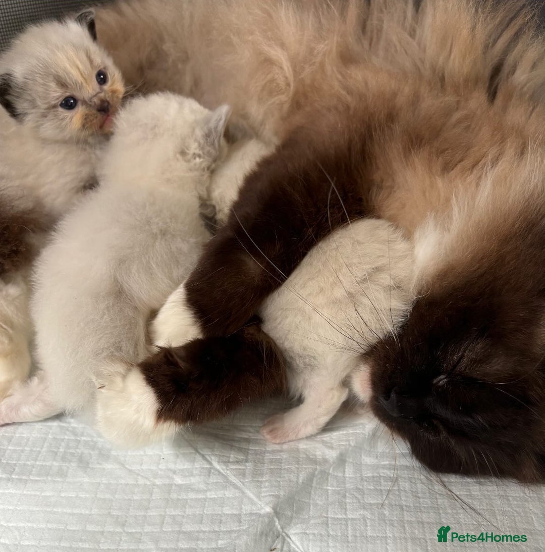 Ragdoll cats for sale: 🌟TICA🌟Champion Ragdoll🏆🏆🏆 - Image 5
