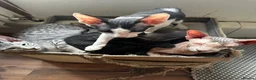 Mixed Breed cats for sale: CROSSED PETERBALD ✅✅✅ - Advert 7