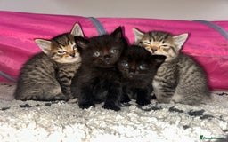 Ragdoll cats for sale: Ragdoll x Bengal  - Image 1