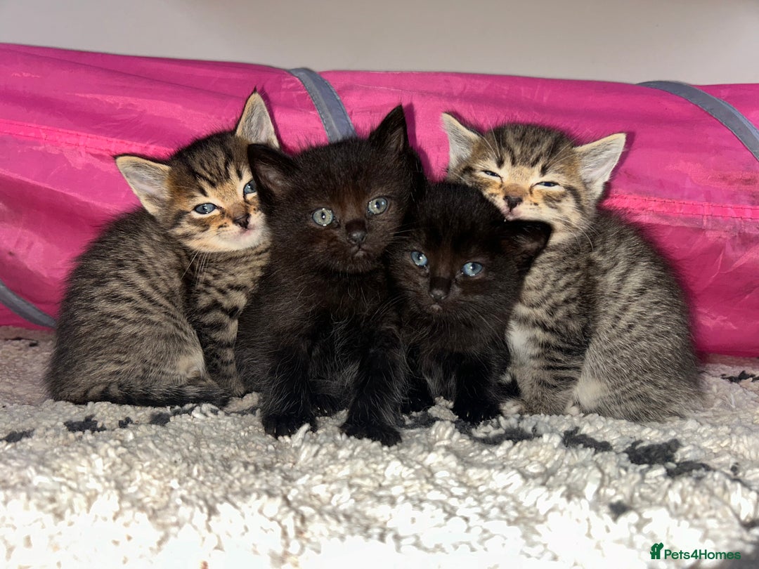 Ragdoll cats for sale: Ragdoll x Bengal  - Image 1