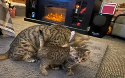 Bengal cats for sale: Bengal Cross and Blue Long haired boy - Image 9