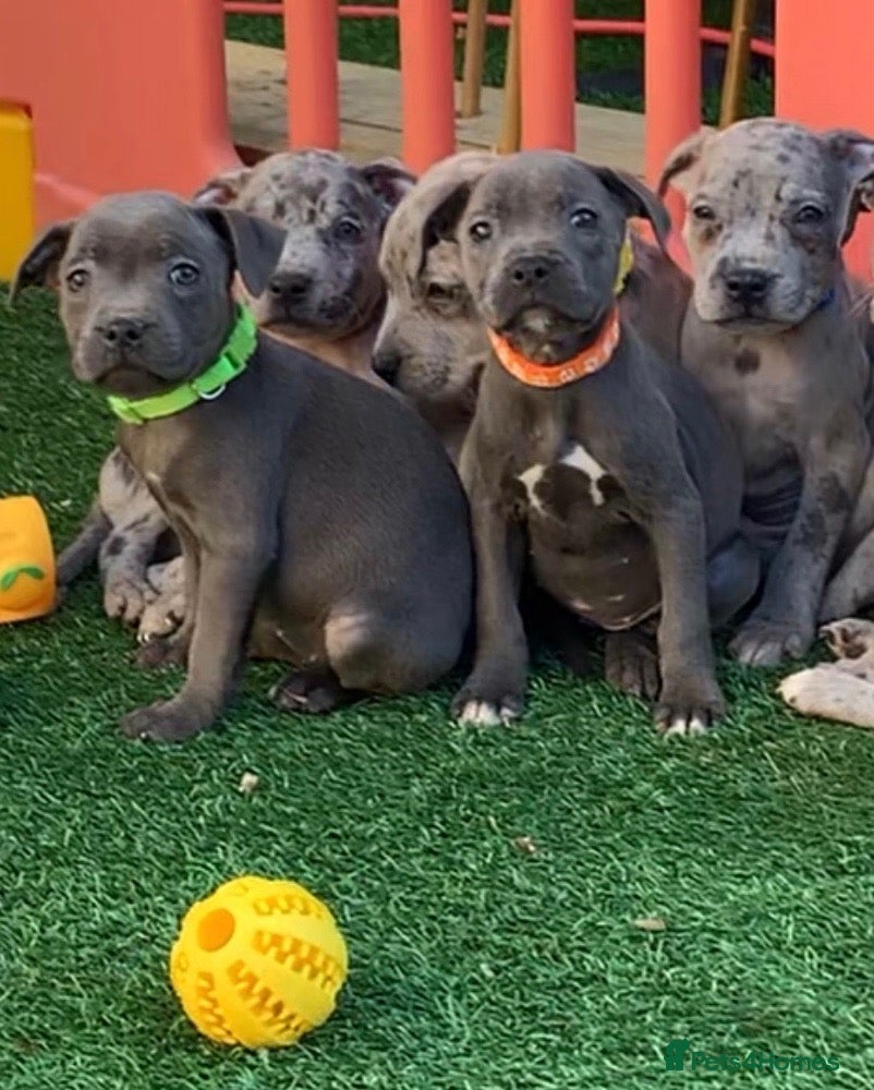 Staffordshire Bull Terrier dogs 1 Blue Staffordshire Bull Terrier girl DNA clear. - Advert 15