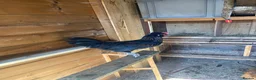 Mixed Breed birds for sale: Male chickens  - Advert 1
