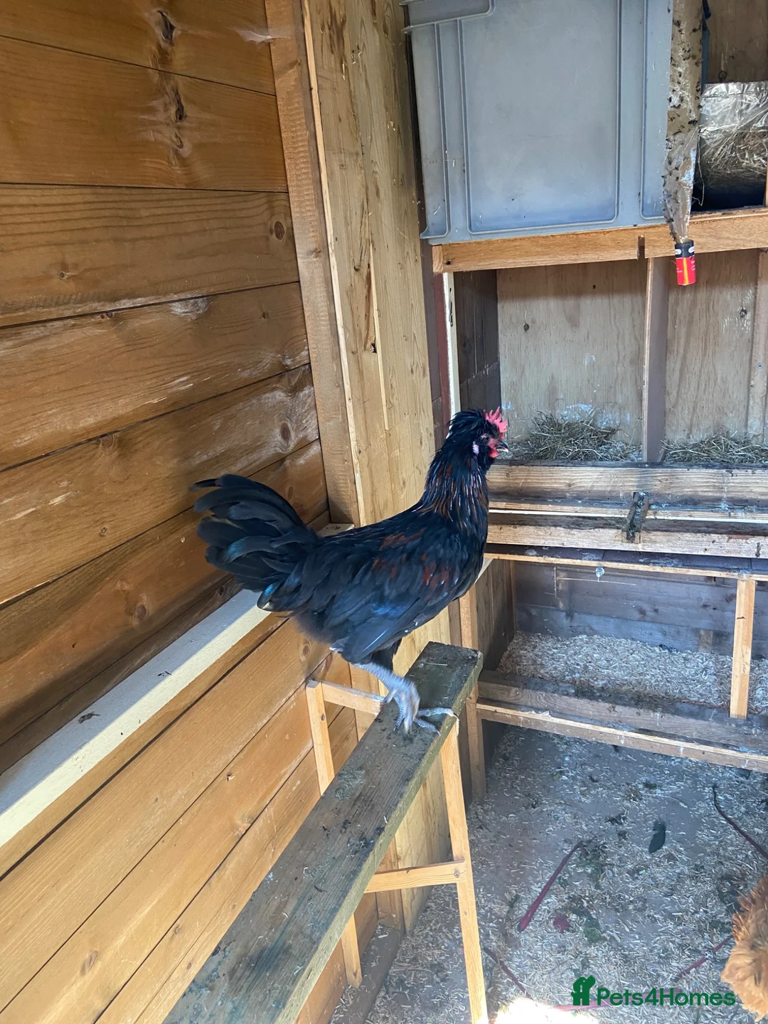 Mixed Breed birds for sale: Male chickens  - Advert 1