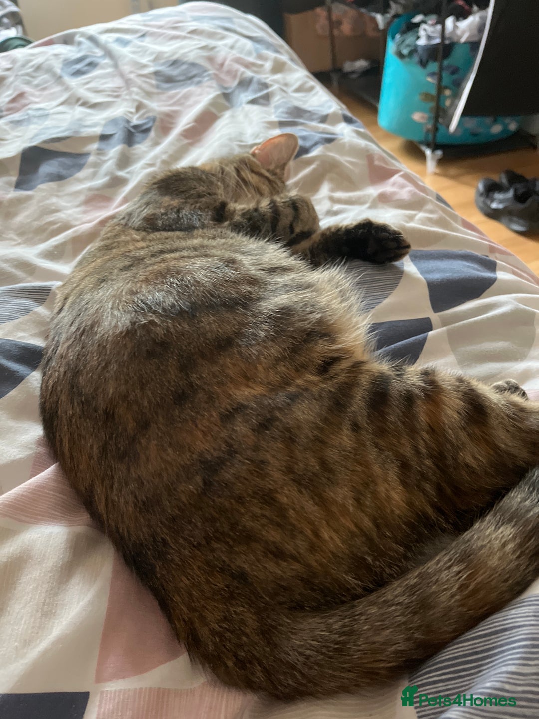 Mixed Breed cats for sale: 🌸 Meet Nala – ready soon for her forever home! 🌸 - Image 4