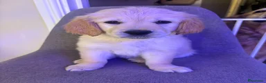 Golden Retriever Puppy 8