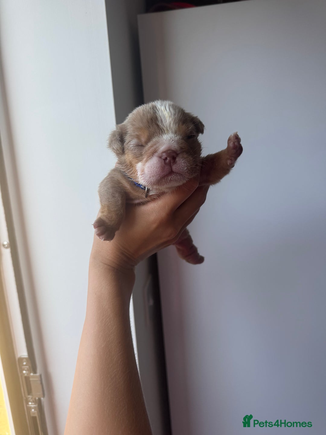 English Bulldog dogs for sale: Beautiful chunky English bulldogs - Image 2