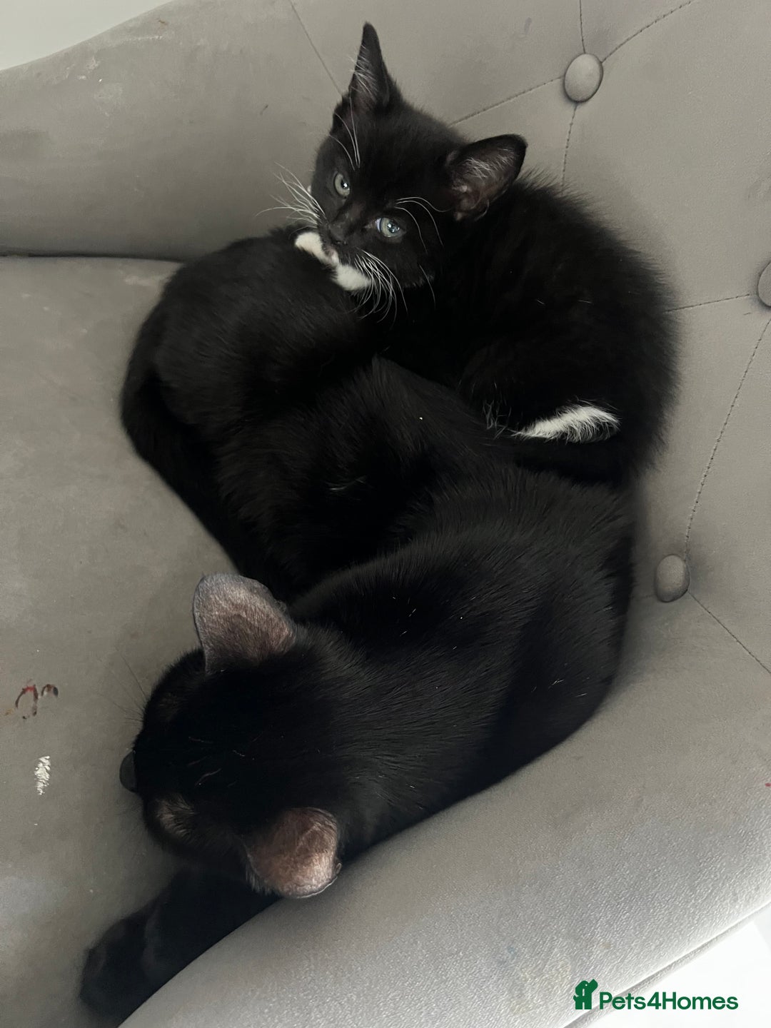 Mixed Breed cats for sale: beautiful kittens  - Advert 2