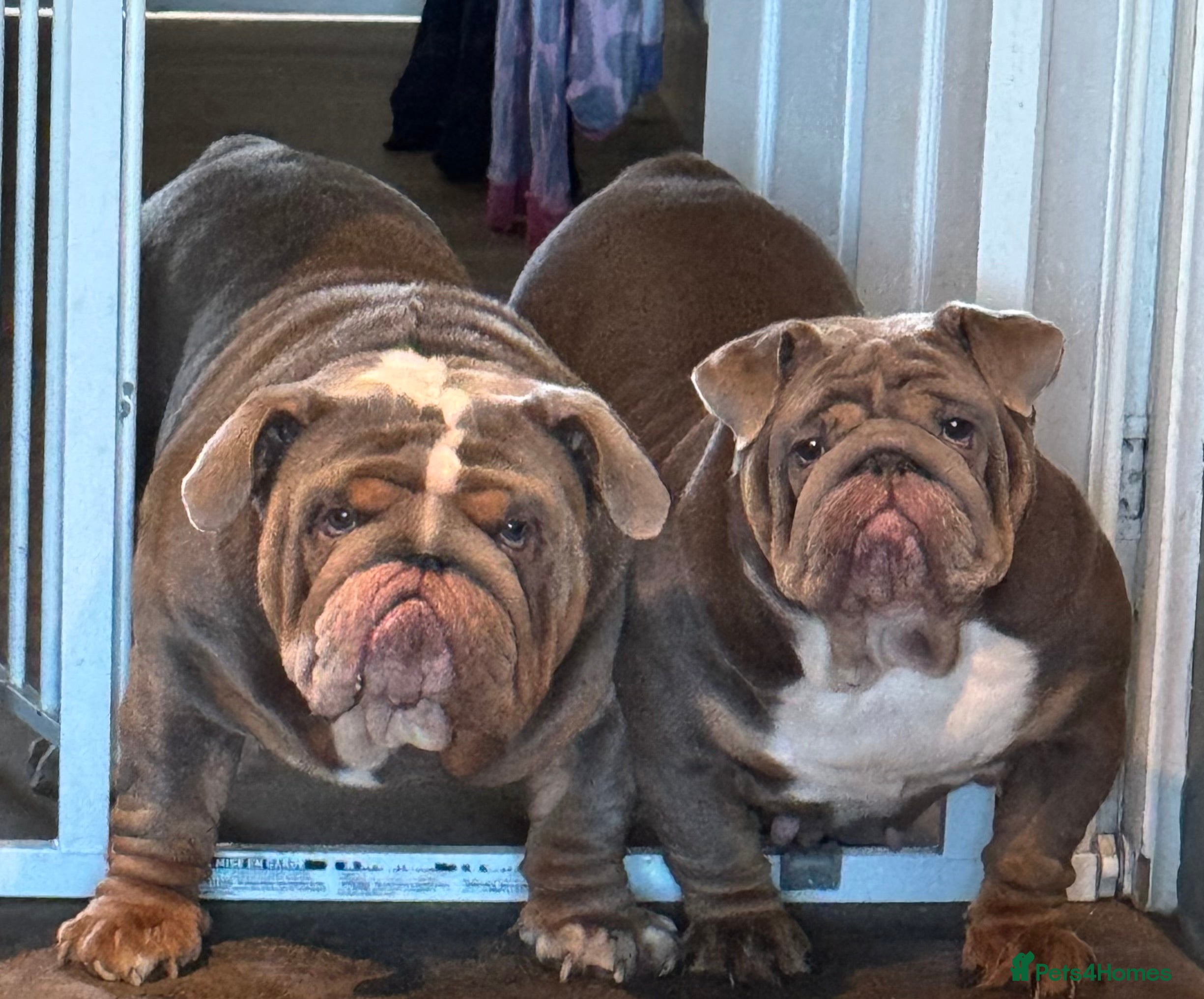 English Bulldog dogs FOR STUD 🔥Lilac tan tri english bulldog  in Wakefield - Advert 19