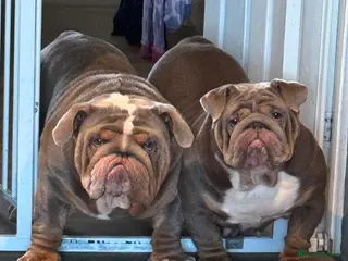 English Bulldog dogs FOR STUD 🔥Lilac tan tri english bulldog in Wakefield - Advert 19