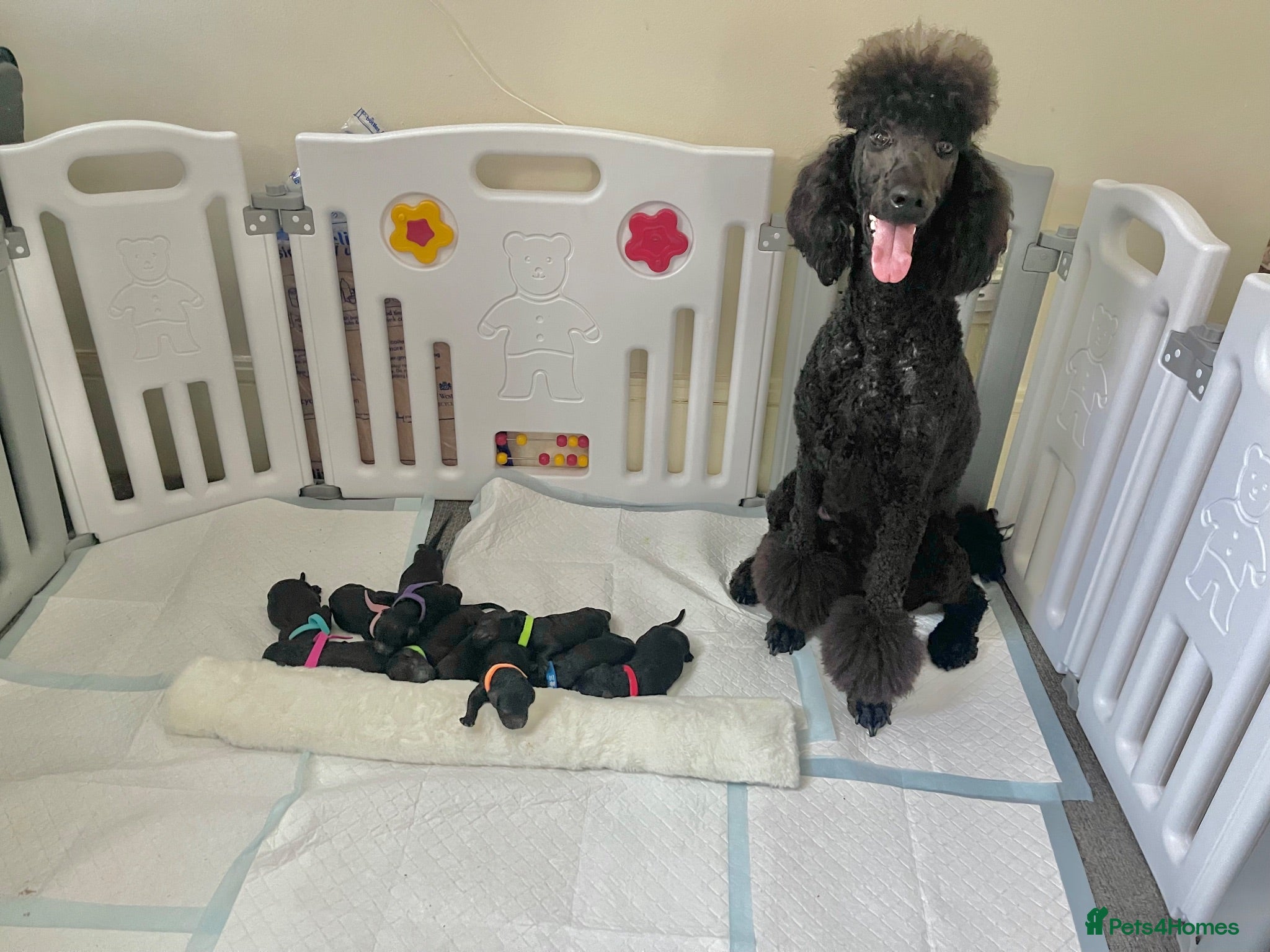 Standard Poodle dogs West London Standard Poodles - Advert 1