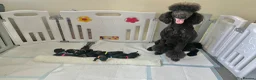 Standard Poodle dogs for sale: West London Standard Poodles - Advert 1
