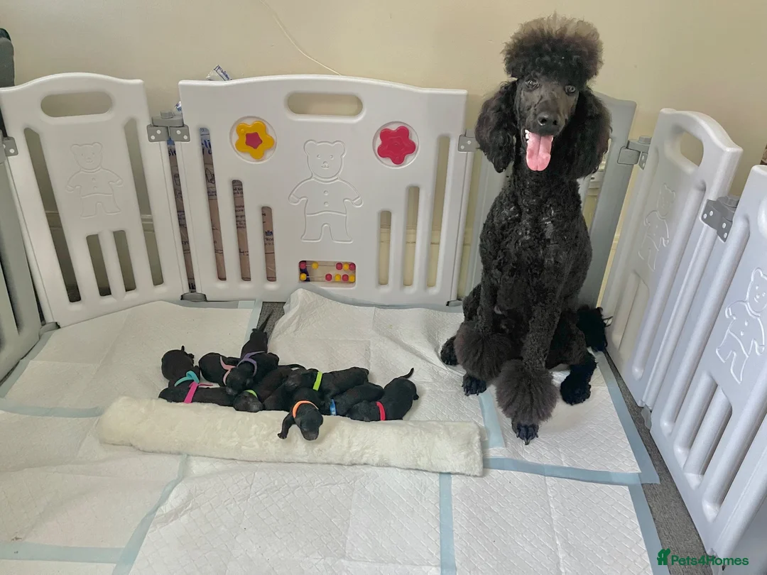 Standard Poodle dogs for sale: West London Standard Poodles - Advert 1