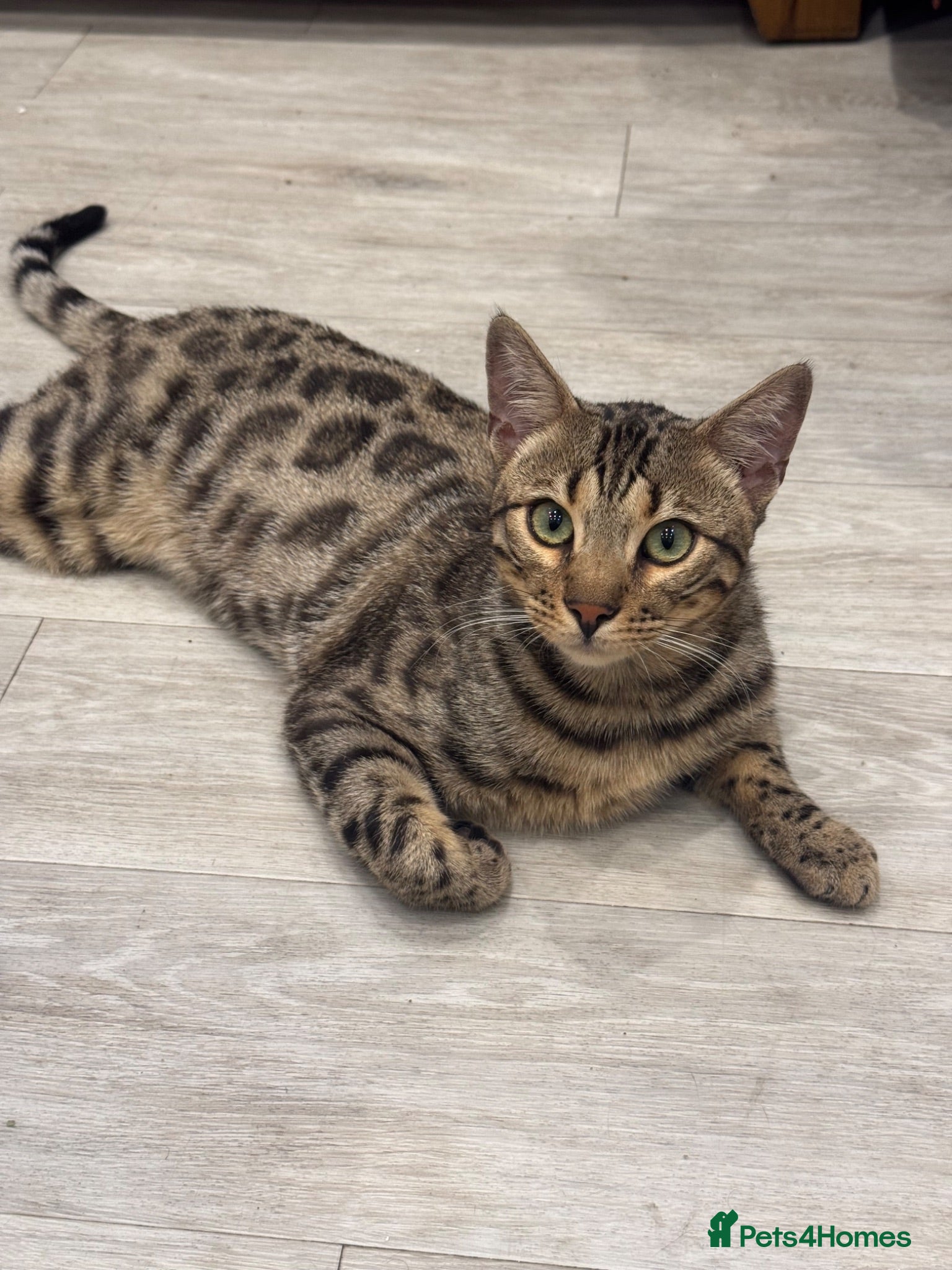 Bengal cats bengal - Advert 1