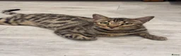 Bengal cats for sale: bengal - Advert 1