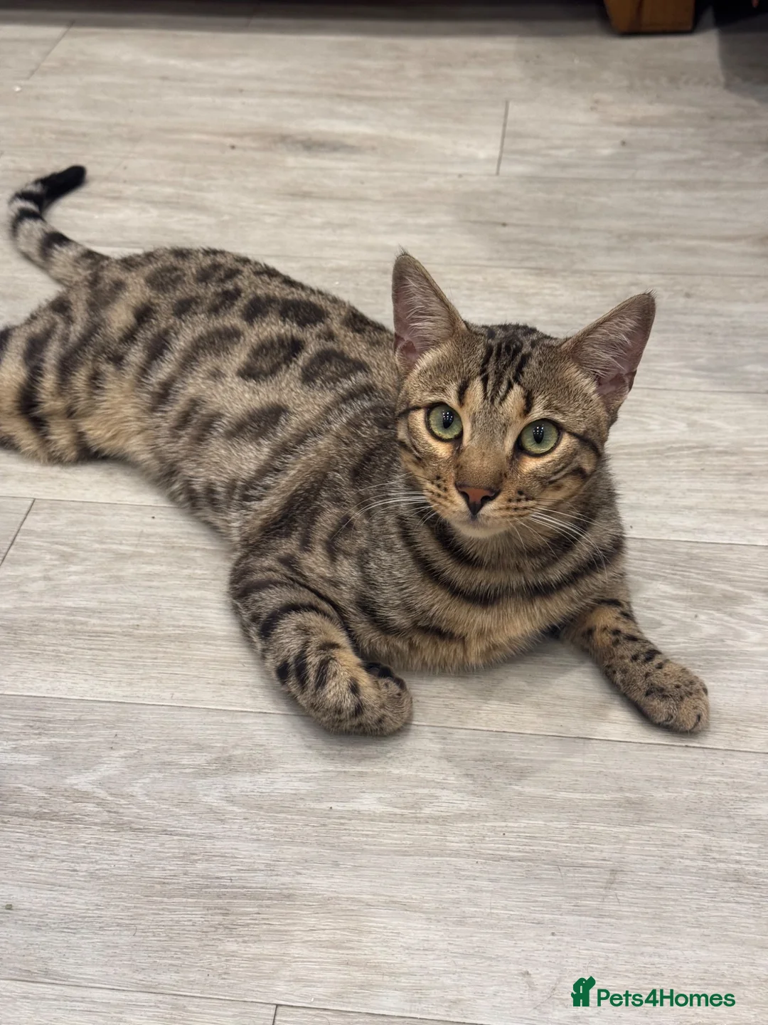 Bengal cats for sale: bengal - Advert 1