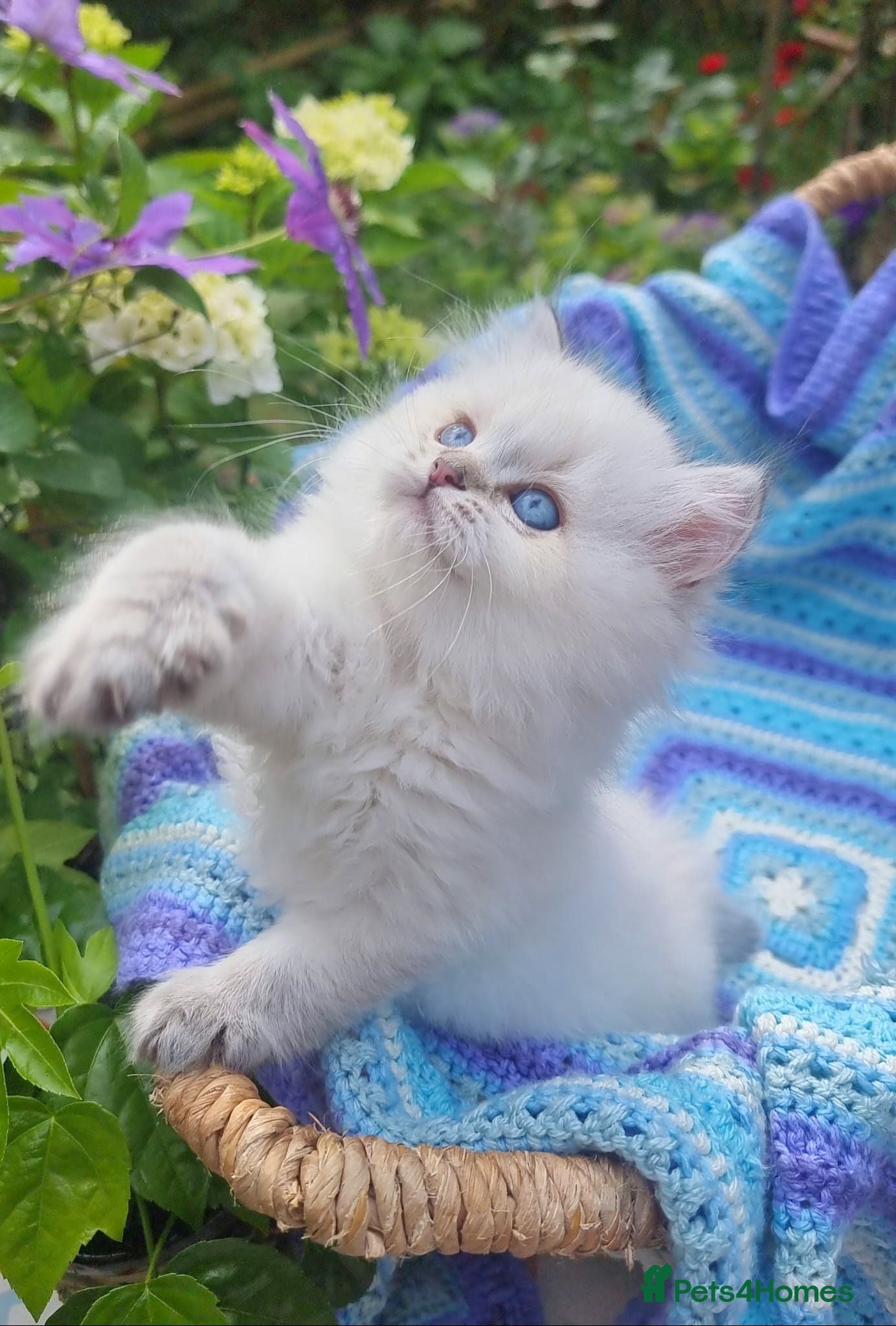 British Shorthair cats 💖GOLDEN & SILVER POINT BSH & BLH KITTENS💖 - Advert 2