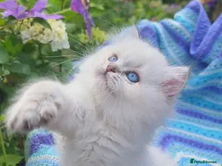 British Shorthair cats for sale: 💖GOLDEN & SILVER POINT BSH & BLH KITTENS💖 - Advert 2