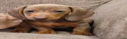 Miniature Dachshund dogs for sale: Isabella miniature dachshund puppies  - Advert 7