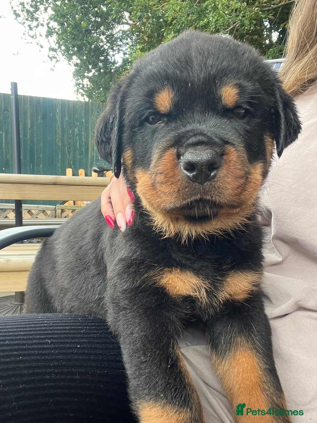 Rottweiler dogs for sale: Rottweiler Puppies in Great Yarmouth - Image 27
