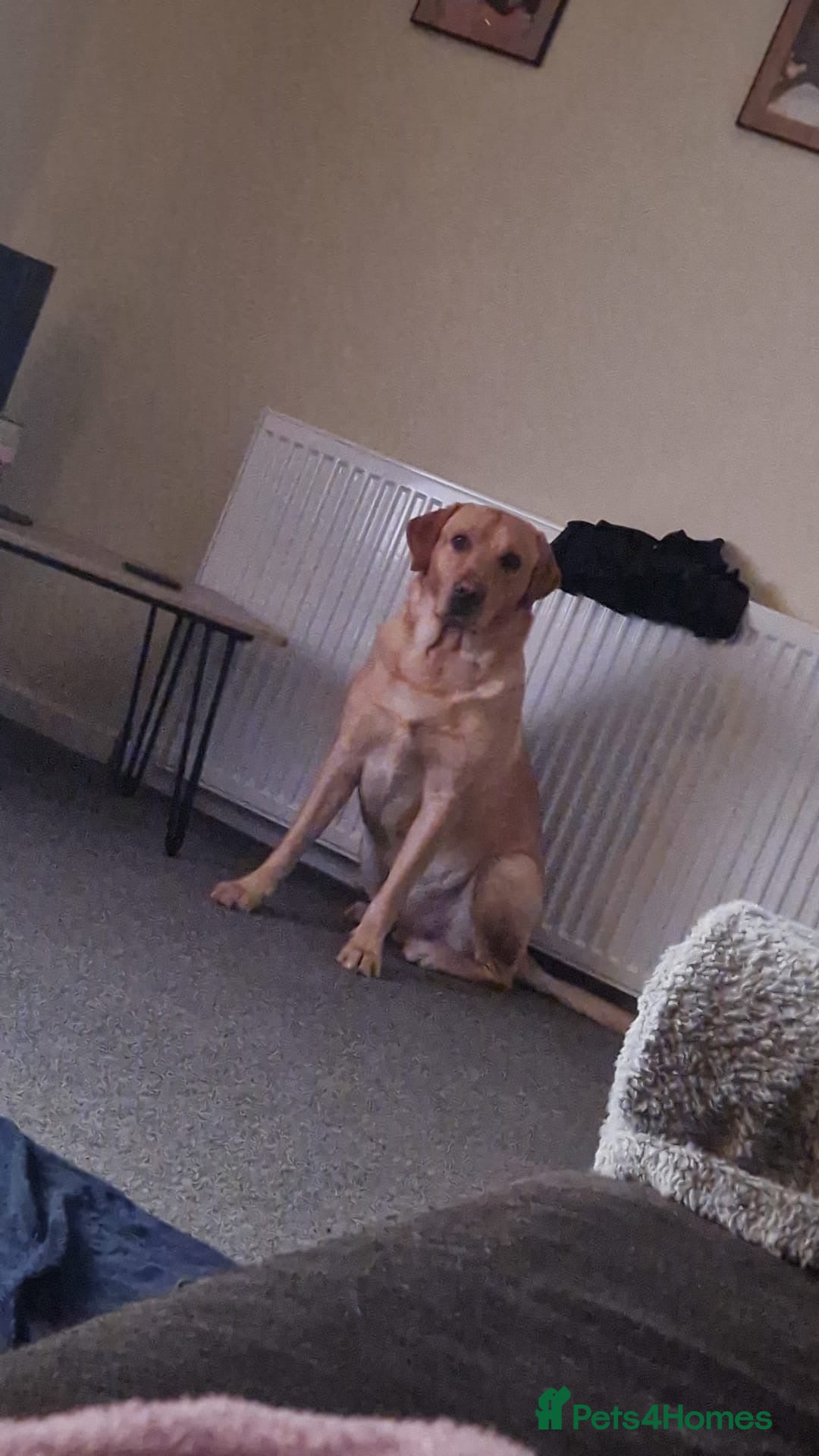 Labrador Retriever dogs for sale: Champagne Labrador 3 years. Thor - Advert 2