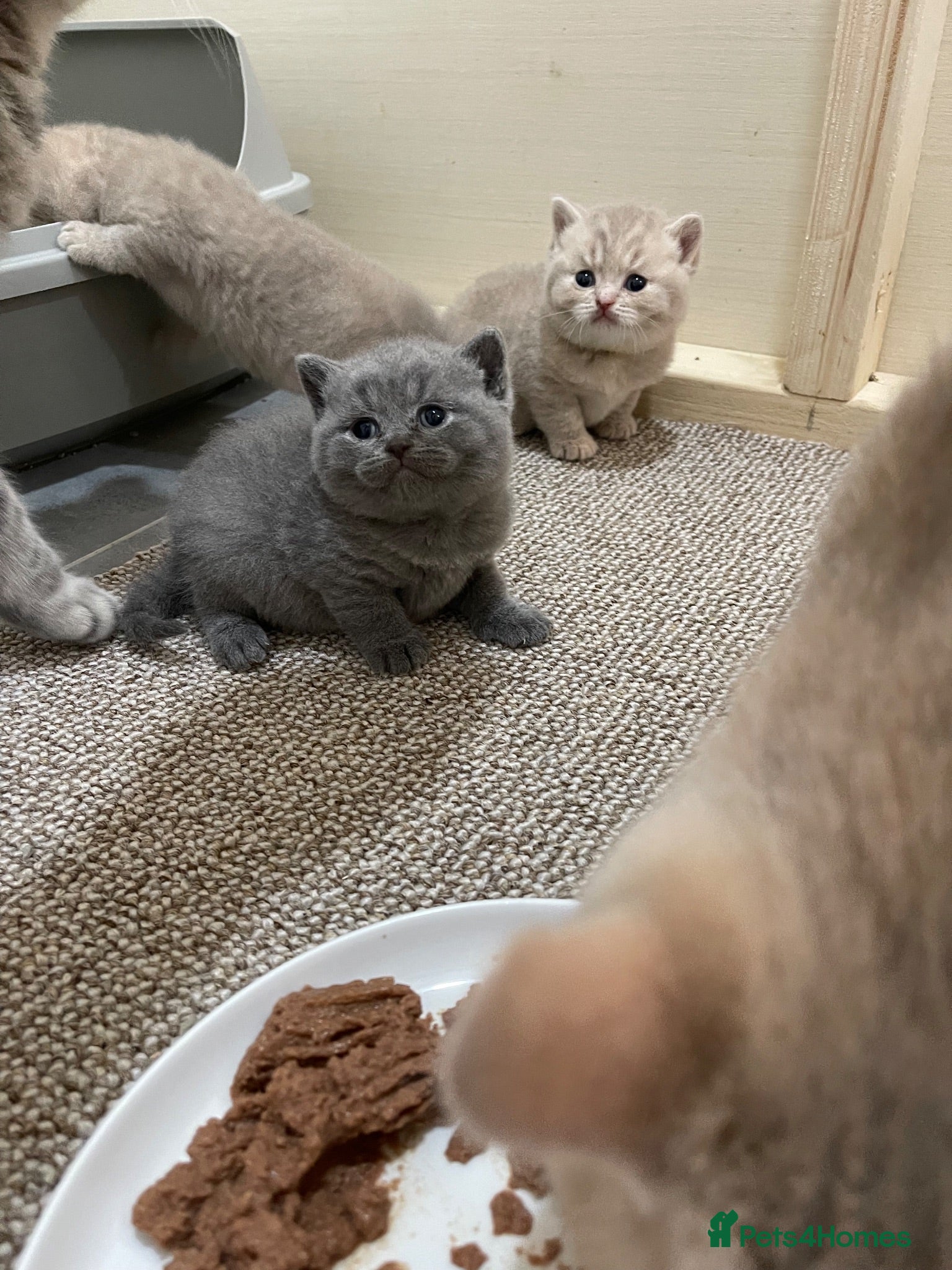 British Shorthair cats STUNNING LITTER OF RARE COLOUR GCCF KITTENS  - Advert 10