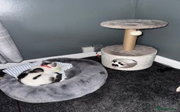 Mixed Breed cats for sale: 2 male kittens  - Image 8