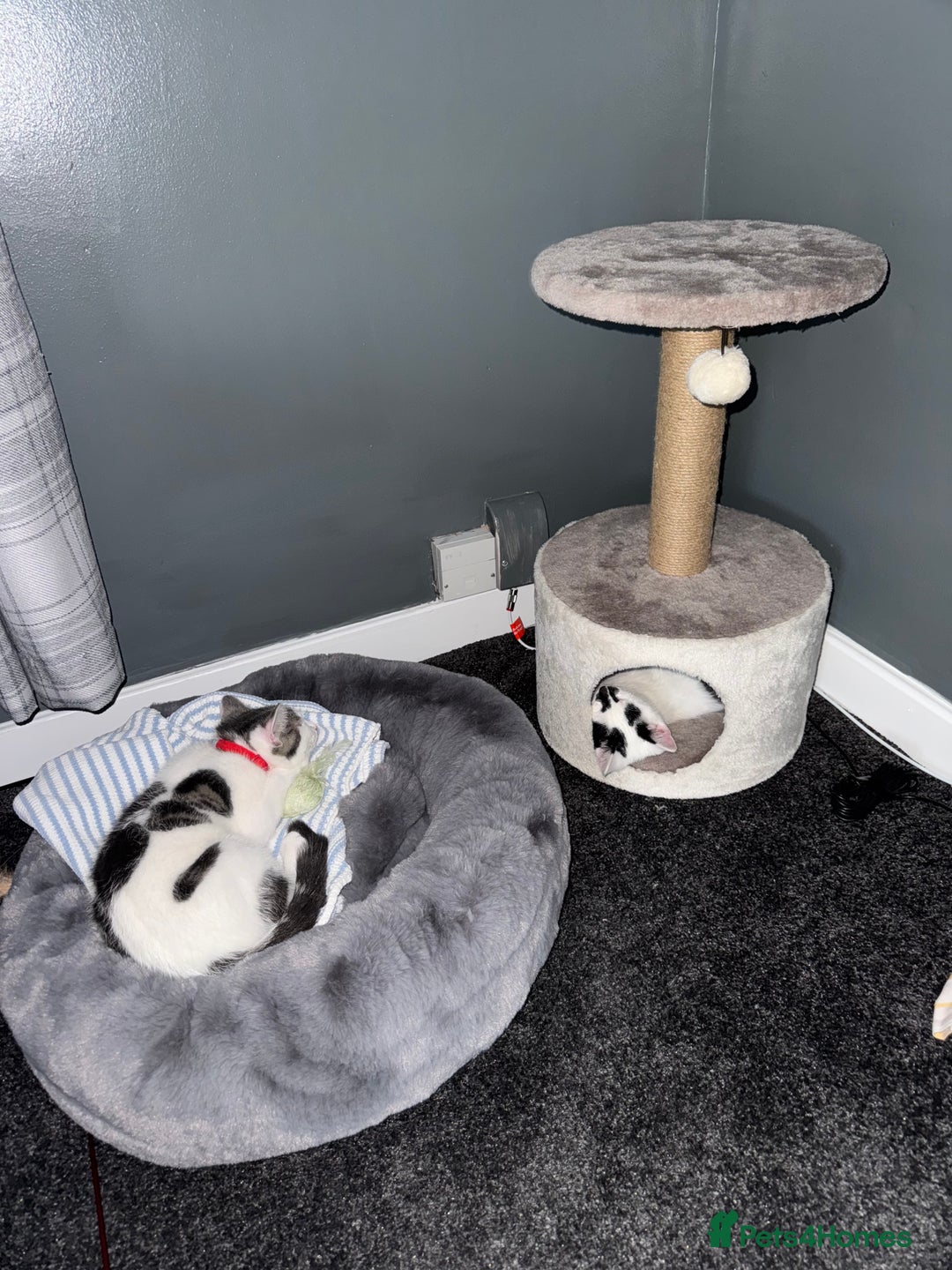 Mixed Breed cats for sale: 2 male kittens  - Image 8