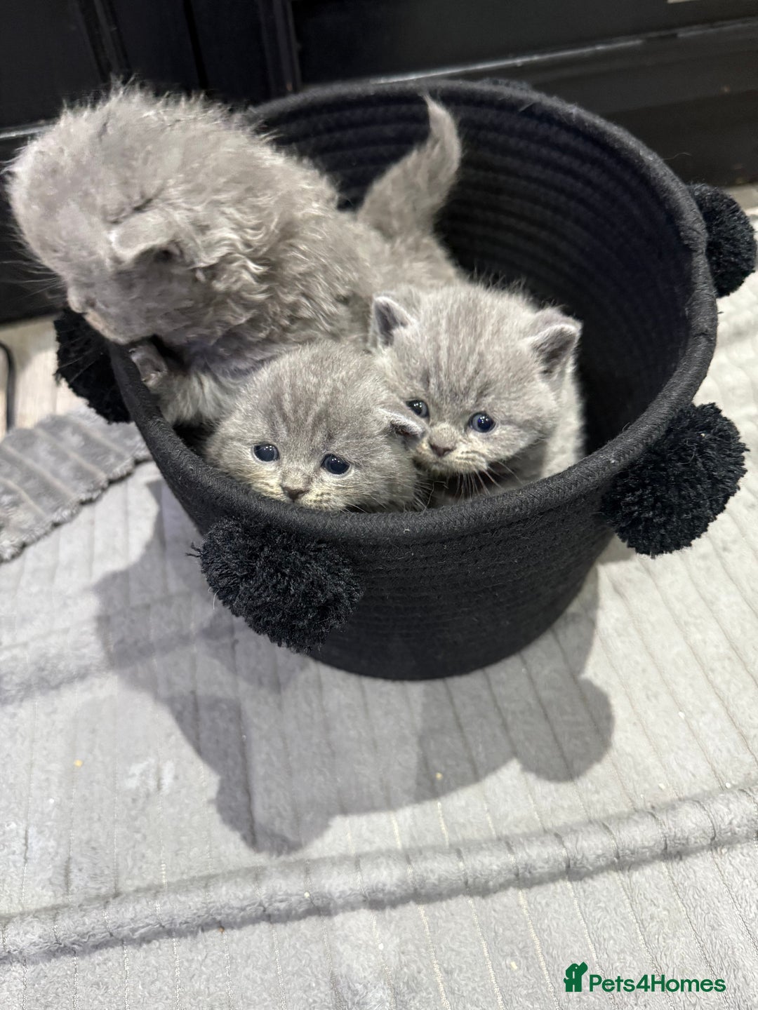 British Shorthair cats for sale: Gorgeous BHS kittens from grand champion gccf stud - Advert 8