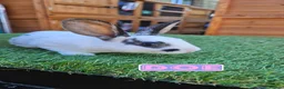 Rex rabbits for sale: Rex & Mini Rex Kits Available - Advert 10